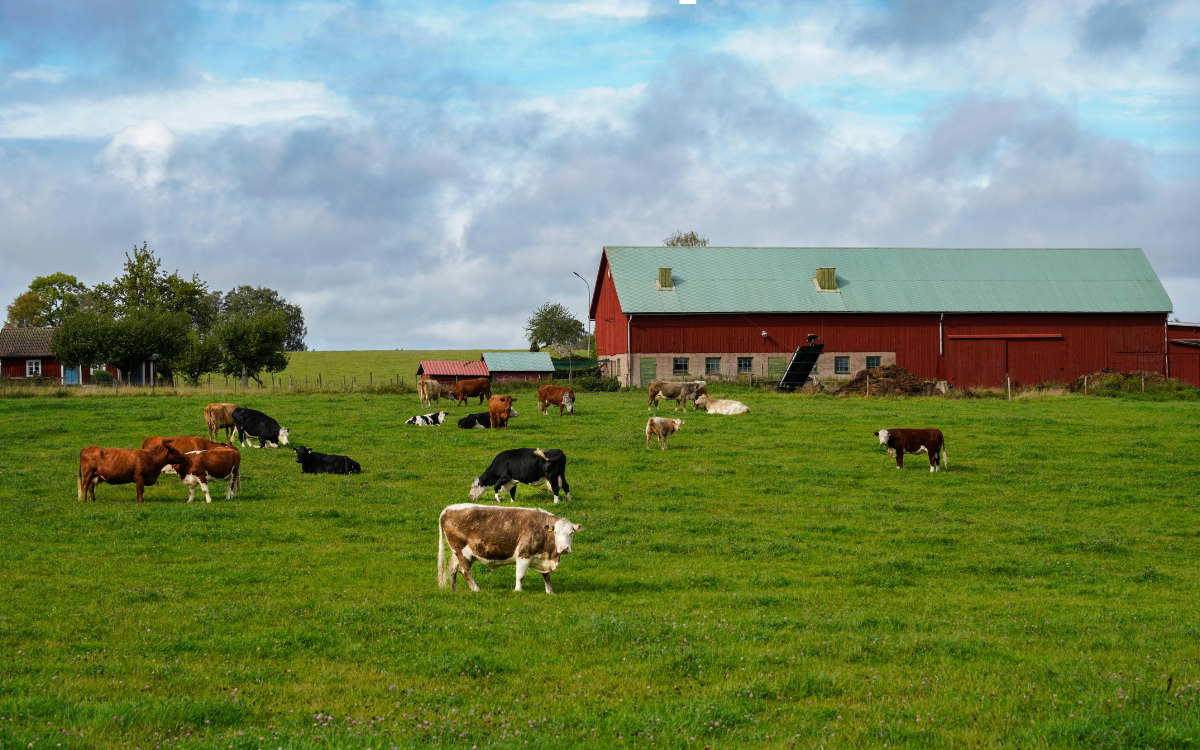 How CRP Programs Work and How to Enroll Your Land in Salem, Missouri